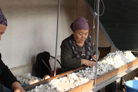 Woman sorting cocoons